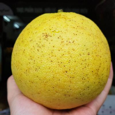 Trái cây miền Trung 2