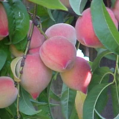 Trái cây miền Bắc 1