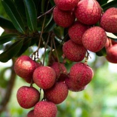 Trái cây miền Bắc 5