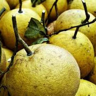 Trái cây miền Bắc 6