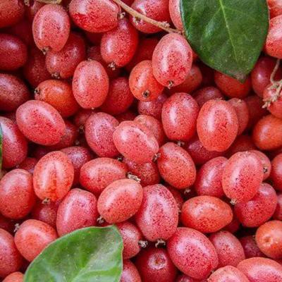 Trái cây miền Bắc 8